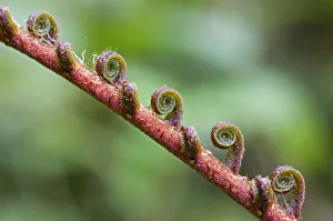 Fern frond unfurling, Tandayapa region, Andean cloud forest, Ecuador, South America Fern frond unfurling, Tandayapa region, Andean cloud forest, Ecuador, South America