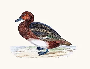 <b class=qtipBold><figcaption>Ferruginous Duck Waterfowl bird</figcaption></b><br>A photograph of an original hand-colored engraving from The History of British Birds by Morris published in 1853-1891.<br><em>© mashuk</em> Ferruginous Duck Waterfowl bird