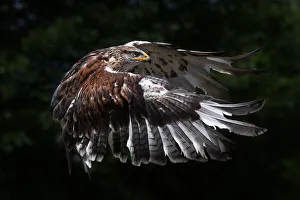 <b class=qtipBold><figcaption>Ferruginous hawk</figcaption></b><br><em>© Jim Cumming</em> Ferruginous hawk