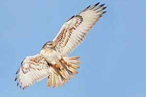 <b class=qtipBold><figcaption>Ferruginous Hawk</figcaption></b><br>Ferruginous Hawk landing pose.<br><em>© 2013 Phoo Chan</em> Ferruginous Hawk