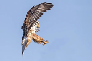 <b class=qtipBold><figcaption>Ferruginous Hawk</figcaption></b><br><em>© Phoo Chan</em> Ferruginous Hawk
