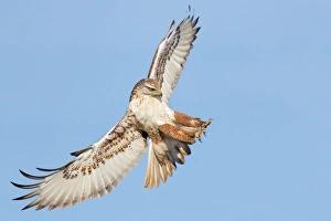 <b class=qtipBold><figcaption>Ferruginous Hawk</figcaption></b><br>A Ferruginous Hawk striking a pose.<br><em>© 2012 Phoo Chan</em> Ferruginous Hawk