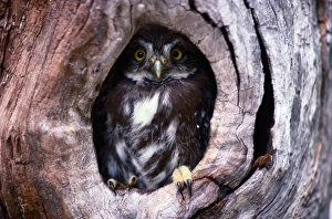 Ferruginous pygmy owl (Glaucidium brasilianum) in nest cavity Ferruginous pygmy owl (Glaucidium brasilianum) in nest cavity