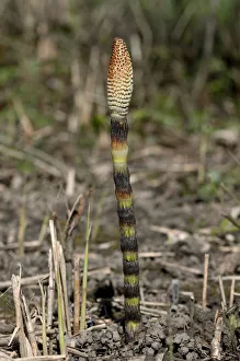 Fertile spore-bearing stem of a Field Horsetail or Common Horsetail -Equisetum arvense-, Switzerland Fertile spore-bearing stem of a Field Horsetail or Common Horsetail -Equisetum arvense-, Switzerland