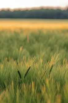 Field of barley (Hordeum vulgare) in afternoon light, Vexin Region, Normandy, France Field of barley (Hordeum vulgare) in afternoon light, Vexin Region, Normandy, France