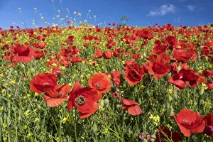 Field of bright red poppies (Papaveraceae), Andalusia, Spain Field of bright red poppies (Papaveraceae), Andalusia, Spain