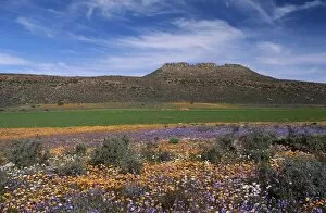 Northern Cape Province Gallery: Field Of Flowers
