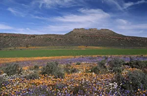 Images Dated 22nd July 2006: Field Of Flowers