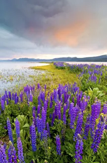 A field of Lupine wildflowers on the north shore of Lake Tahoe at sunset, California A field of Lupine wildflowers on the north shore of Lake Tahoe at sunset, California