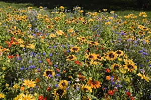 Field of mixed red and orange Cosmos -Cosmos-, yellow Zinnias -Zinnia- and Blue Knapweed -Centaurea- flowers in summer Field of mixed red and orange Cosmos -Cosmos-, yellow Zinnias -Zinnia- and Blue Knapweed -Centaurea- flowers in summer
