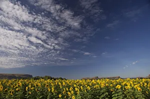 Field of Sunflowers in the Eastern Highlands of South Africa. Eastern Free State Province, South Africa Field of Sunflowers in the Eastern Highlands of South Africa. Eastern Free State Province, South Africa