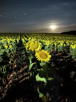 Dreamlike Gallery: Field of sunflowers with full moon