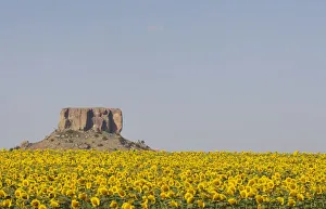 A Field of Sunflowers overlooked by a Koppie (a small hill rising up from the African veld) A Field of Sunflowers overlooked by a Koppie (a small hill rising up from the African veld)