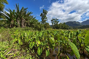 Field with taro plants, Kauai, Hawaii, United States Field with taro plants, Kauai, Hawaii, United States