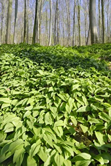 Field of wild garlic -Alium ursinum- in a mountain forest, in Neubeuern, Bavaria, Germany Field of wild garlic -Alium ursinum- in a mountain forest, in Neubeuern, Bavaria, Germany