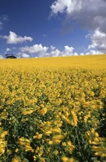 Images Dated 7th March 2006: A Field of Yellow Canola Flowers Blowing in the Wind