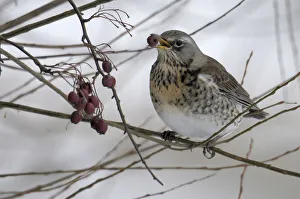 <b class=qtipBold><figcaption>Fieldfare -Turdus pilaris-</figcaption></b><br><em>© This content is subject to copyright.</em> Fieldfare -Turdus pilaris-