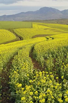 Images Dated 7th September 2008: Fields of canola turn landscape yellow, Cape Town, Western Cape Province, South Africa