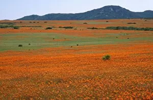 Northern Cape Province Gallery: Fields of Wild Flowers in Kamieskroon