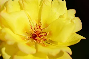 Fig-marigold -Aizoidaceae-, yellow blossom Fig-marigold -Aizoidaceae-, yellow blossom