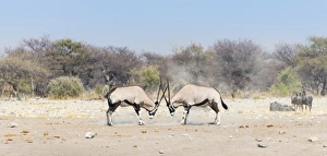 Two fighting Gemsboks -Oryx gazella-, Etosha National Park, Namibia Two fighting Gemsboks -Oryx gazella-, Etosha National Park, Namibia