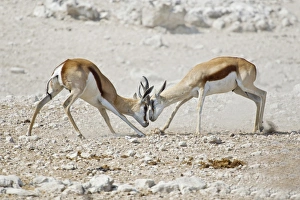 Fighting Springboks -Antidorcas marsupialis-, Etosha National Park, Namibia Fighting Springboks -Antidorcas marsupialis-, Etosha National Park, Namibia