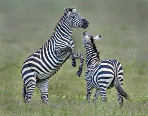<b class=qtipBold><figcaption>fighting zebras</figcaption></b><br>fighting zebras in the Serengeti in Tanzania<br><em>© Russell Burden</em> fighting zebras