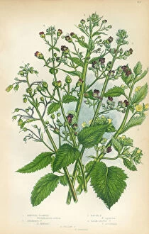 Figwort, Fig, Scrophularia, Victorian Botanical Illustration
