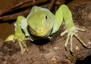Fiji banded Iguana (Brachylophus fasciatus) Fiji banded Iguana (Brachylophus fasciatus)