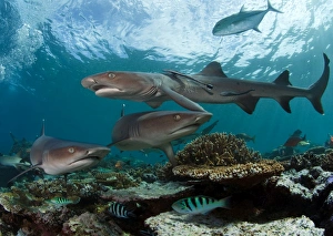 <b class=qtipBold><figcaption>Fiji reef sharks</figcaption></b><br>Fiji reef sharks.<br><em>© Andrey Nrchuk</em> Fiji reef sharks
