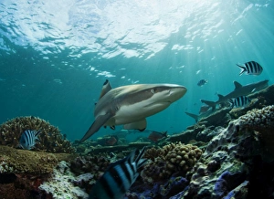 <b class=qtipBold><figcaption>Fiji sharks in water</figcaption></b><br>Fiji sharks in water.<br><em>© Andrey Narchuk</em> Fiji sharks in water