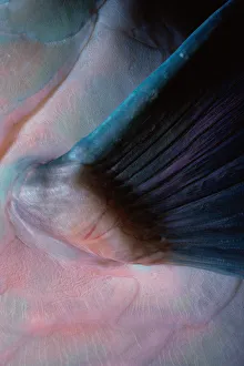 <b class=qtipBold><figcaption>Fin of Bluebarred Parrotfish</figcaption></b><br>Jeff Rotman Underwater Photography, 6395-000114 Fin of Bluebarred Parrotfish
