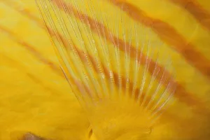 <b class=qtipBold><figcaption>Fin of Butterflyfish</figcaption></b><br>Jeff Rotman Underwater Photography, 6395-000104 Fin of Butterflyfish