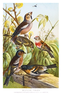 <b class=qtipBold><figcaption>Bird Lithographs</figcaption></b><br>Antique nature illustration prints of birds from 18th Century publications<br><em>© Roberto A Sanchez</em> Bird Lithographs