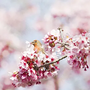 <b class=qtipBold><figcaption>Finch in black plum blossom tree</figcaption></b><br>Male House Finch enjoying spring blossoms on black Plum Blossom tree.<br><em>© 2012 Susan Gary</em> Finch in black plum blossom tree