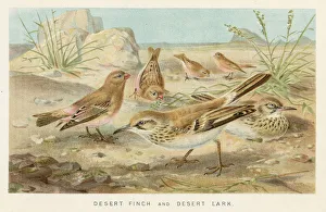 Finch and lark birds chromolithograph 1896 Finch and lark birds chromolithograph 1896