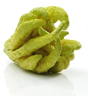 Fingered Citron -Citrus medica var sarcodactylis-, popularly known as Buddhas Hand Fingered Citron -Citrus medica var sarcodactylis-, popularly known as Buddhas Hand