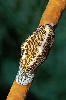 Related Images Gallery: Fingerprint Flamingo Tongue -Cyphoma signatum- crawling over sponge, Little Tobago