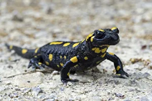 Fire salamander (Salamandra salamandra), Baden-Wuerttemberg, Germany Fire salamander (Salamandra salamandra), Baden-Wuerttemberg, Germany