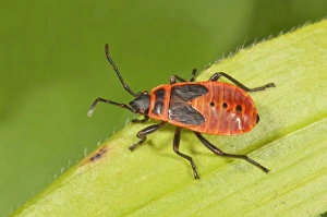 Firebug -Pyrrhocoris apterus- in the last larval stage, Baden-Wurttemberg, Germany Firebug -Pyrrhocoris apterus- in the last larval stage, Baden-Wurttemberg, Germany