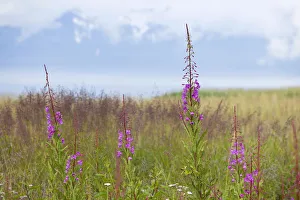 Fireweed or Great Willow-herb -Chamerion angustifolium-, national flower of Alaska, USA Fireweed or Great Willow-herb -Chamerion angustifolium-, national flower of Alaska, USA