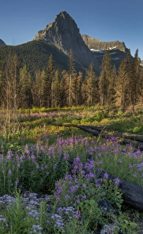 <b class=qtipBold><figcaption>Fireweed in scenic</figcaption></b><br>morning scenic of fireweed after 2015 fire that closed Glacier NP<br><em>© Russell Burden</em> Fireweed in scenic