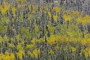 First snow aspens + black spruce, fall, BC, Cana First snow aspens + black spruce, fall, BC, Cana