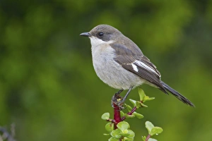 Fiscal shrike -Lanius collaris- at Addo Elephant Park, South Africa Fiscal shrike -Lanius collaris- at Addo Elephant Park, South Africa