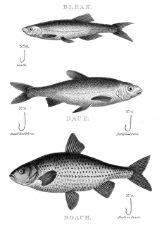 Fish hooks engraving 1812