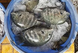 Fish on ice, Fish Market, Kochi, Fort Cochin, Kerala, South India, South Asia