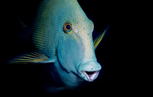 <b class=qtipBold><figcaption>Ops</figcaption></b><br>Fish portrait.Similan island<br><em>© Andrey Narchuk</em> Ops