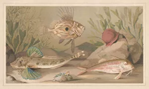 Fishes, lithograph, published in 1868