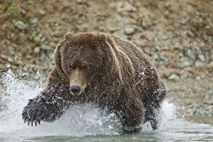 Fishing Brown Bear, Katmai National Park, Alaska Fishing Brown Bear, Katmai National Park, Alaska
