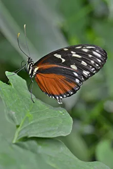 Five-spotted Longwing -Heliconius hecalesia-, native to Colombia, butterfly house Five-spotted Longwing -Heliconius hecalesia-, native to Colombia, butterfly house